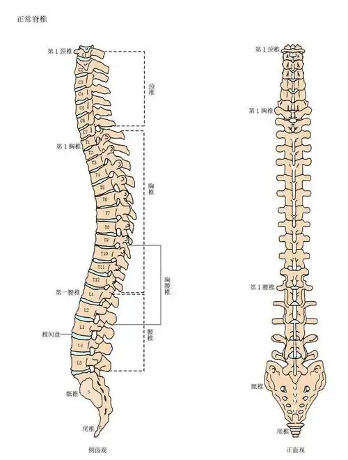 首发于脊柱健康 15 人 赞同了该文章 发布于 2020-10-09 赞同 15 添加
