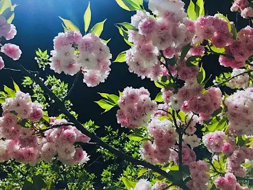 曾经武汉的树和樱花