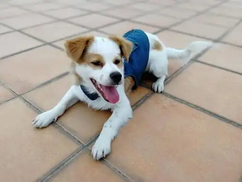 健康活泼小土狗免费送,限广深莞花佛及周边区域