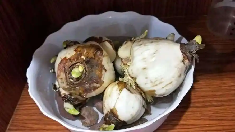 水仙花养殖记录