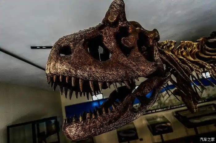 牛龙的完整骨架化石,最特别的地方也就是在眼睛上方的两只短而粗厚的