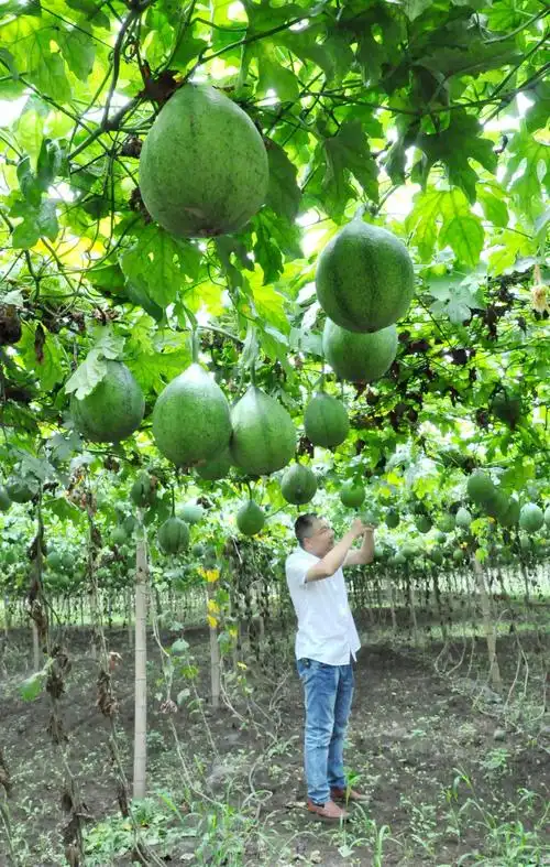 图说南阳 | 小瓜蒌结出"致富果"