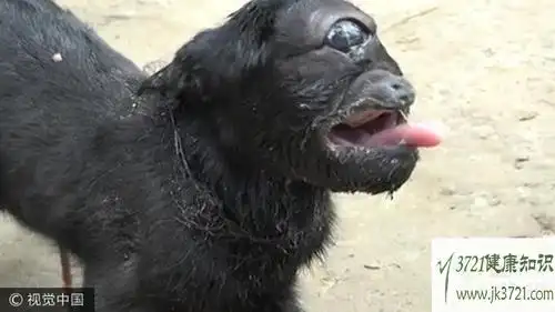 印度独眼山羊撞脸外星人 肯尼亚恐怖人脸山羊