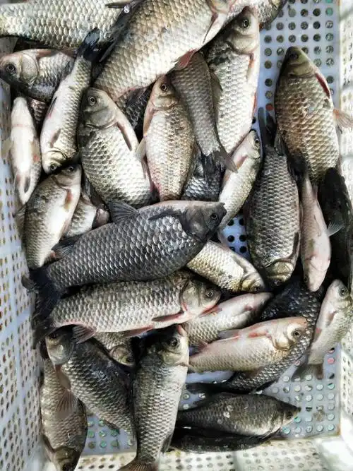 乌江野生鲫鱼(今日有货)