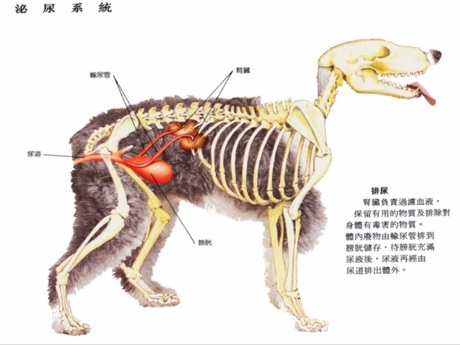 第一章 犬猫应用解剖和生理