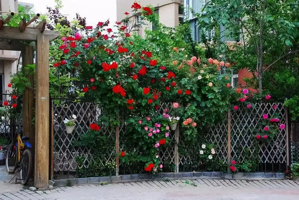 如果我有一个院子,我要打造成"梦想花园",低头种菜,抬头看花