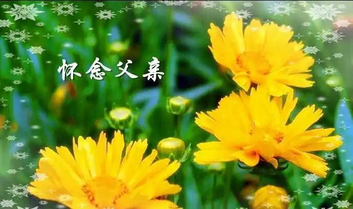 天堂父亲那头月光放飞思念的胸口诵读:水郷作者:紫玉冰秋《怀念父亲》