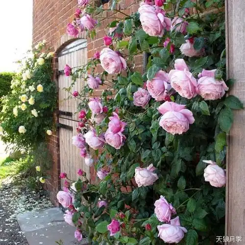 50个经典藤本月季品种推荐