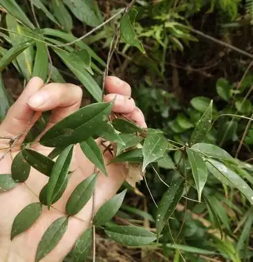 广东省肇庆市纯小叶野生牛大力