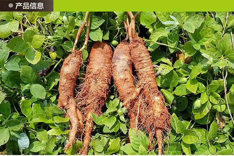 国峰参业野生新鲜北沙参长白山胡萝卜山地瓜东北特产沙参250克