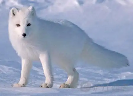 《疯狂动物城》带你走进狐狸的西语词汇世界