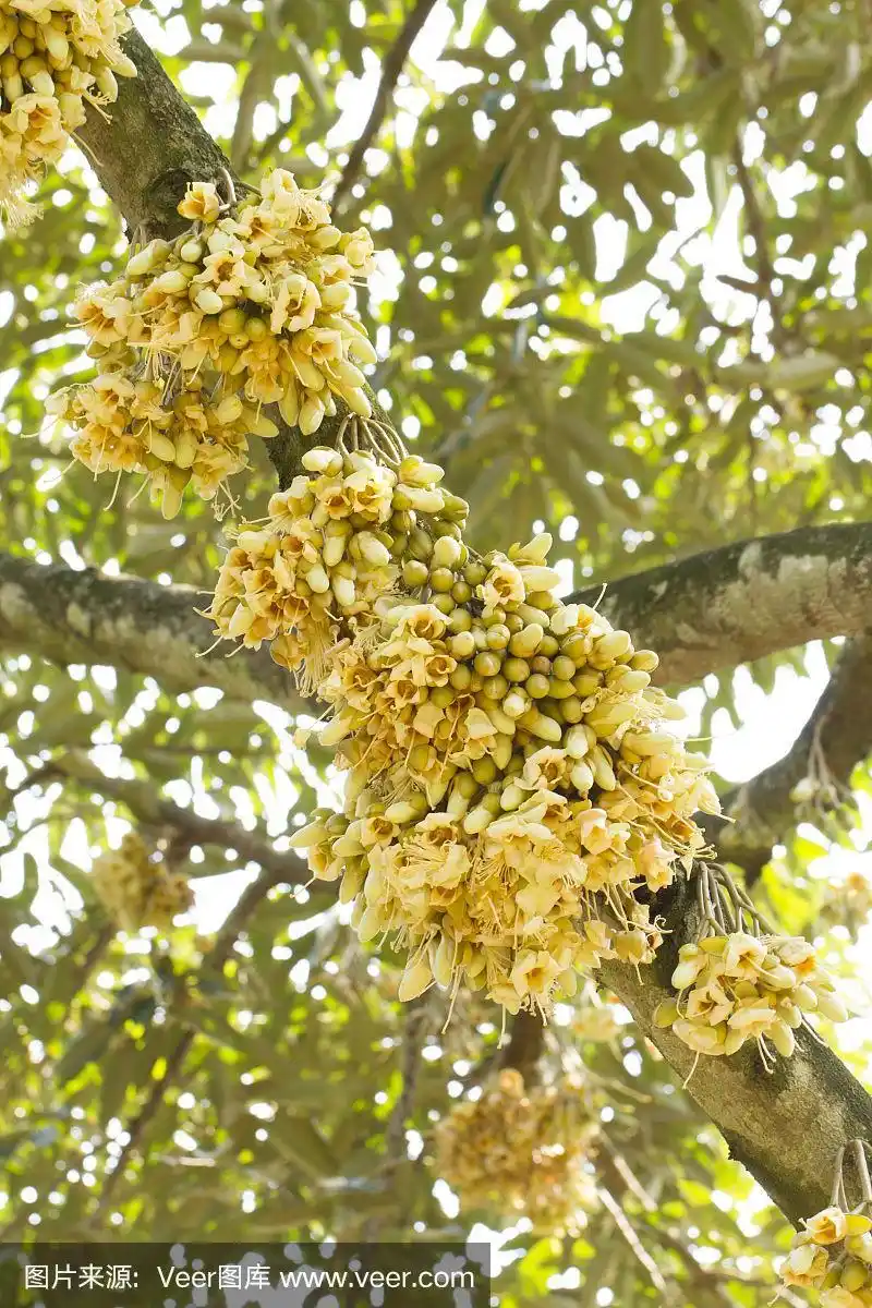 榴莲花在榴莲树上发芽