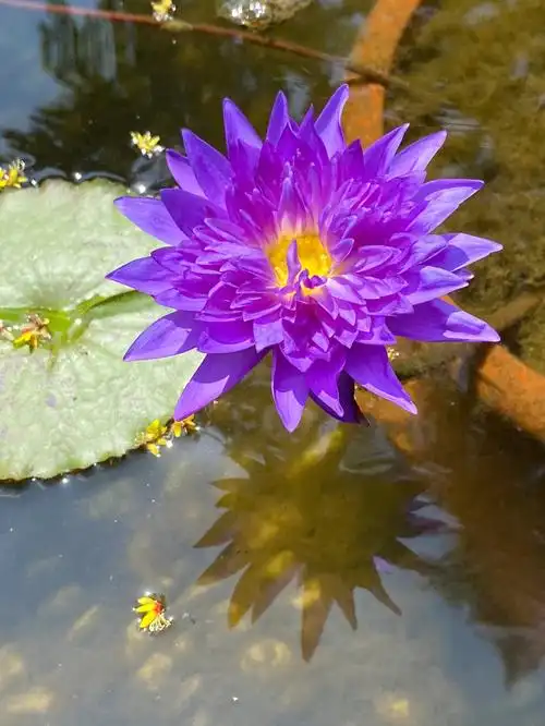 king of siam),该品种早期在世界各地相当有名,属热带系重瓣睡莲,由