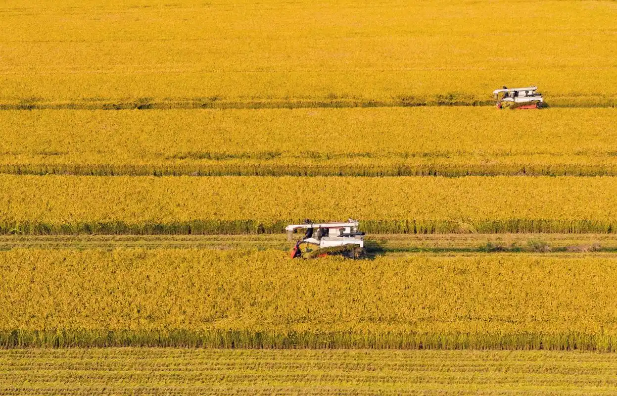 解读2022年中央一号文件发布脱贫群众生活如何更上一层楼