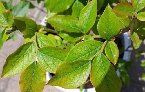 蓝莓叶子发黄是什么原因?