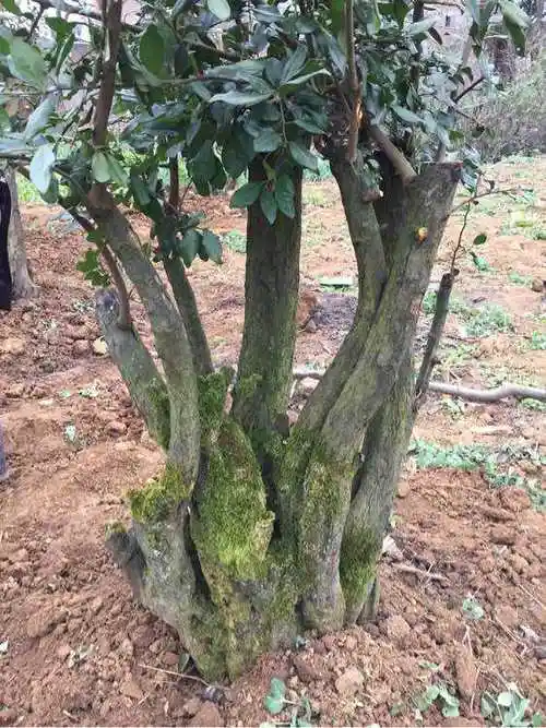 野生金弹子树上的果实可以育吗?