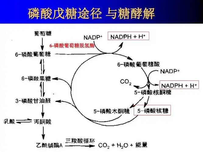 c4 c6 c6 c7 c6 c5 c3 糖的分解代谢 co2 co2 磷酸戊糖途径 与糖酵解6