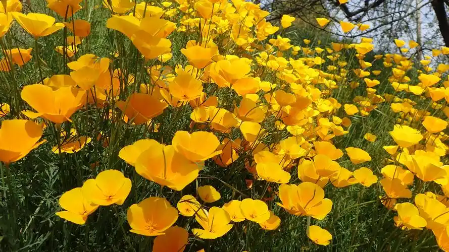 california poppy explosion