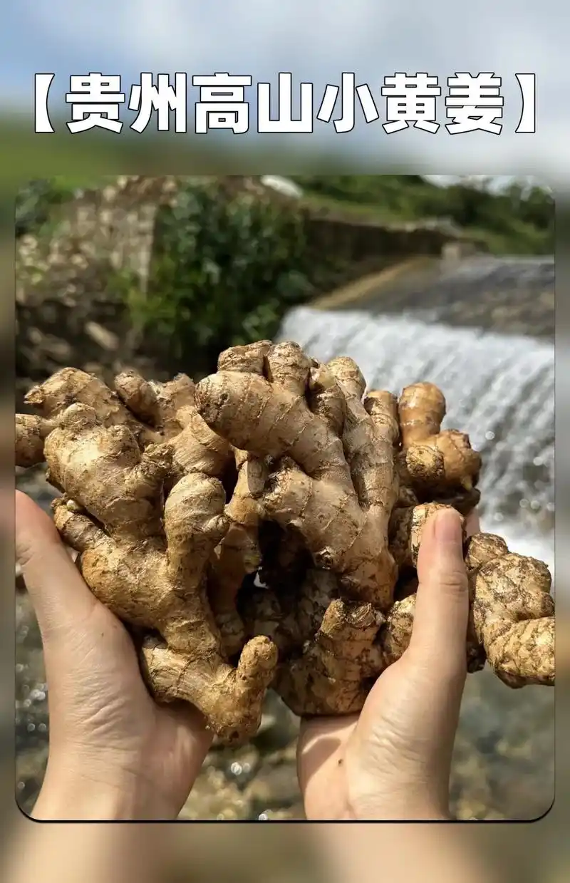 生长在贵州高山上的小黄姜,依山傍水~ 生姜在人类历史中扮演了 - 抖音