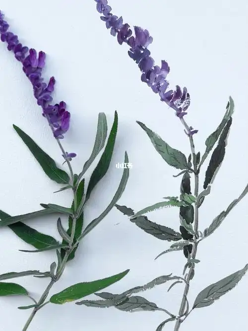 鼠尾草的画法请大数据推给喜欢水彩的朋友