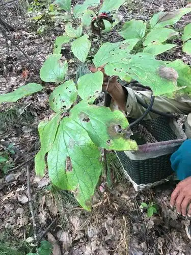 真正的野生三七与人工种植的三七图片对比
