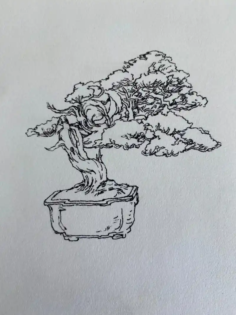 千姿百态的松树,柏树#手绘 #速写 #绘画过程分享 #每日一 - 抖音