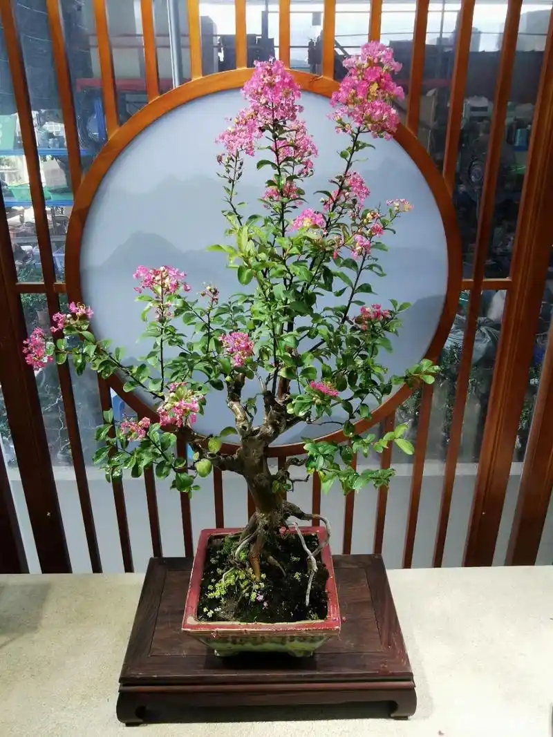 紫薇老桩盆景