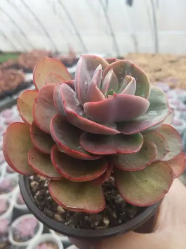 双惠多肉植物农场产品报价单