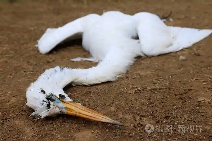 白鹭死在草坪上