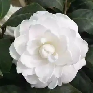 白玉丹东方亮茶花盆栽绿植白色系列龙岩阳台客厅花苗庭院植物好养