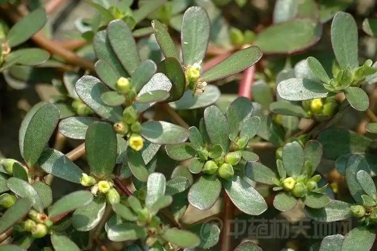 安徽省巢湖市含山县野生马齿苋走稳