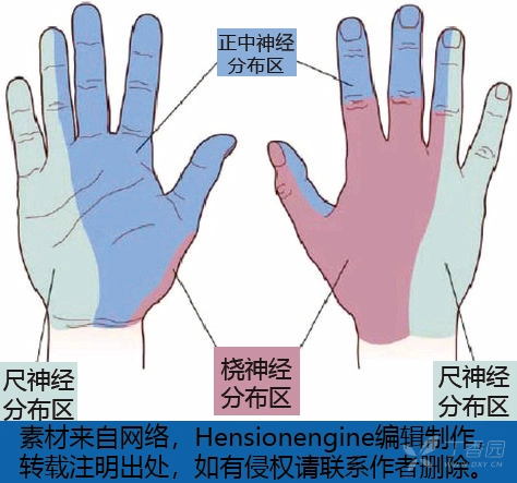 桡神经,分布区域见图,损伤表现为 垂腕.