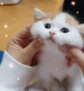 这只猫在勾引我!_小奶