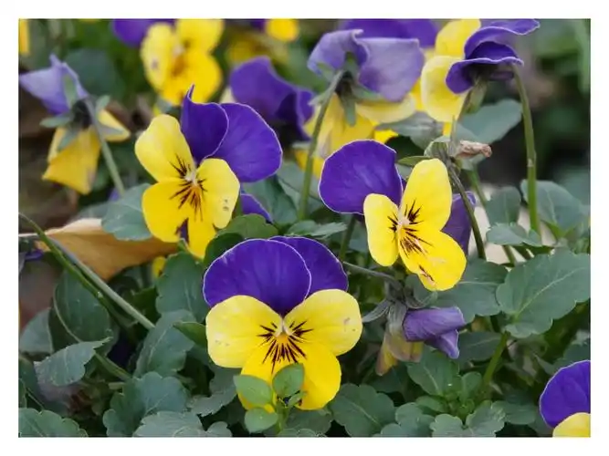 蝴蝶飞飞的 三色堇Ⅴv首发