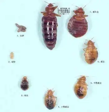 臭虫治理方法臭虫怎灭彻底石狮白蚁防治害虫专家为支招