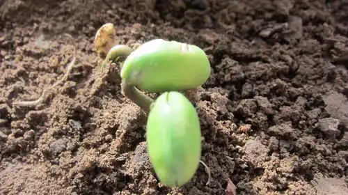 黄豆发芽小实验