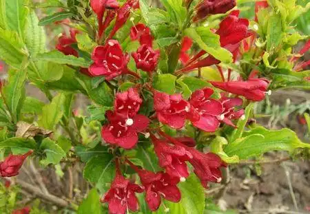 展开全部 锦带花.别名:五色海棠,山脂麻,海仙花.