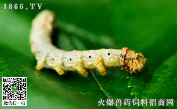 细菌性肠道病,俗称空头病或起缩病,是由某些细菌在蚕消化管内繁殖而