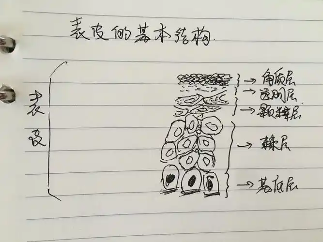 皮肤生理学一一角质层