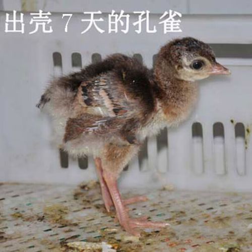 蓝白花孔雀崽活体公母一对宠物鸟活体大型观赏鸟全国包活发货 出壳苗