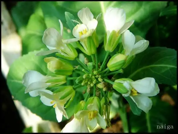 《种菜媲养花 菜花更风光》系列之芥蓝花