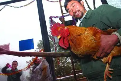 图文:动物园来了新客 大公鸡新家装扮一新