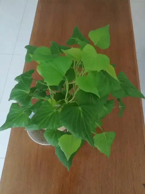 培育白薯秧成功啦