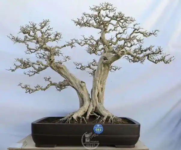 83,龙先明     双星生辉     九里香.bg1a2260.jpg