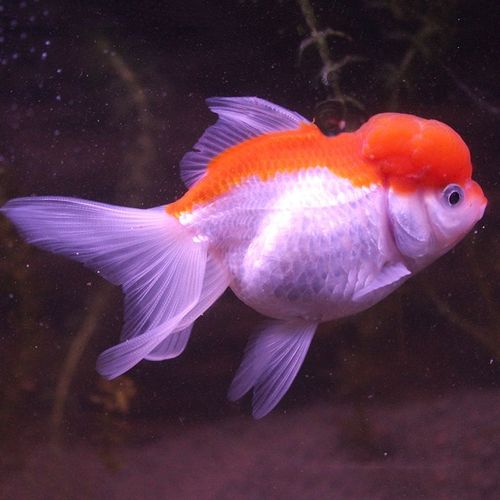 国粹金鱼鹤顶红红帽子好活易养冷水鱼狮子头活体鱼宠物鱼满额