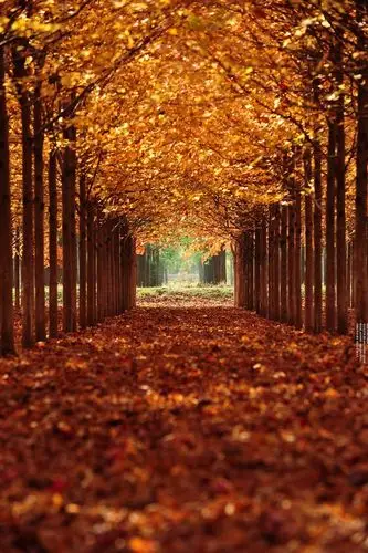 沈阳近郊金秋醉染美国红枫林