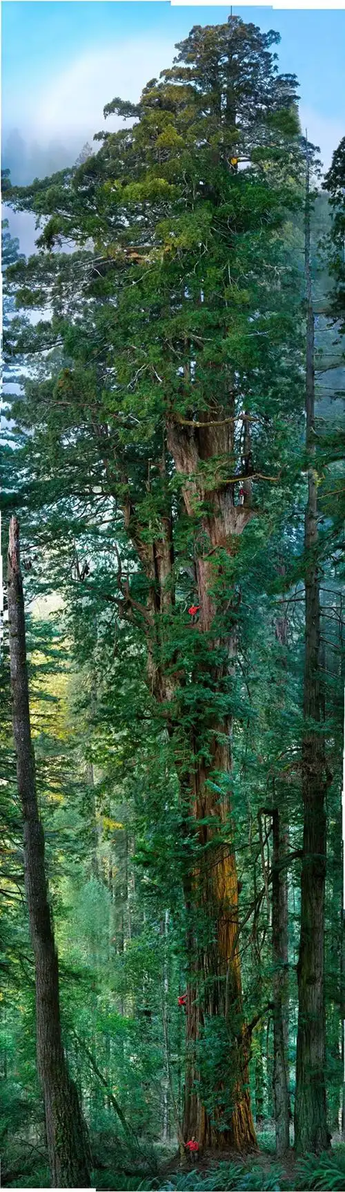 北美红杉