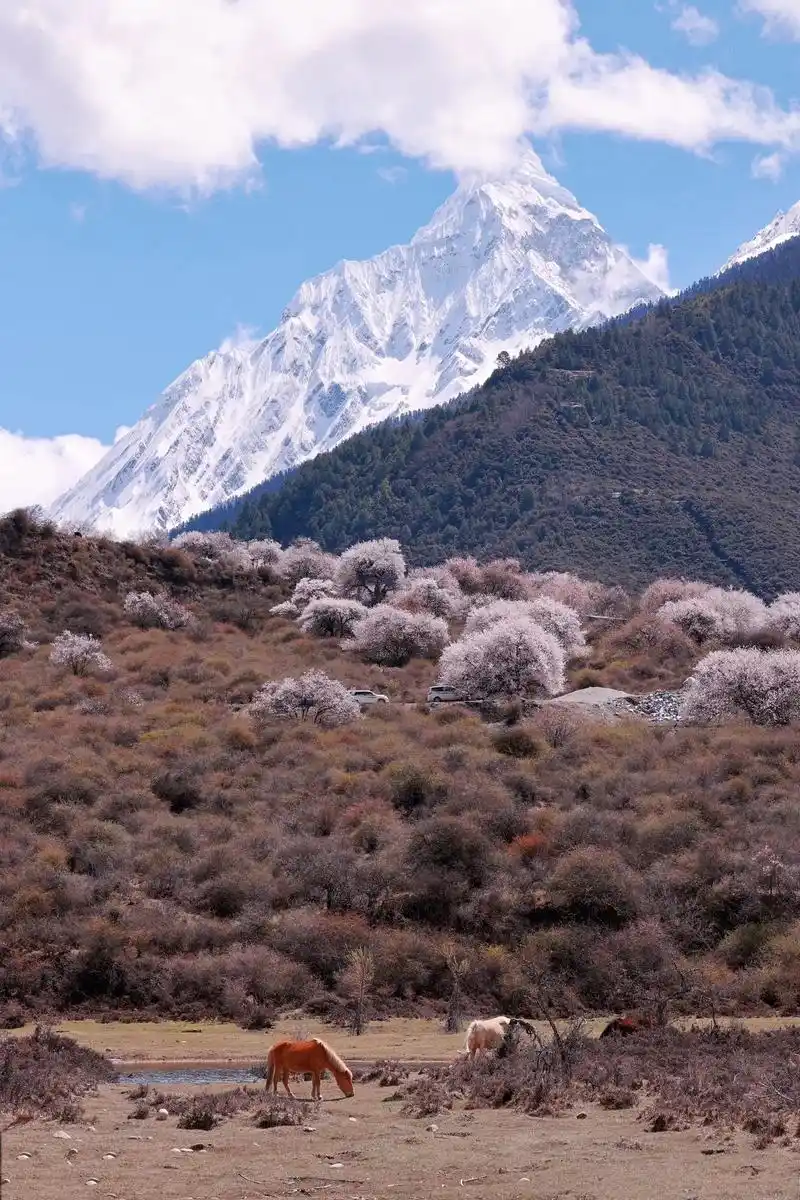 林芝波密县花 - 抖音