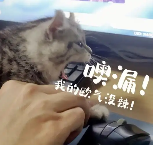 欧王本喵原神新卡池70发四次五星