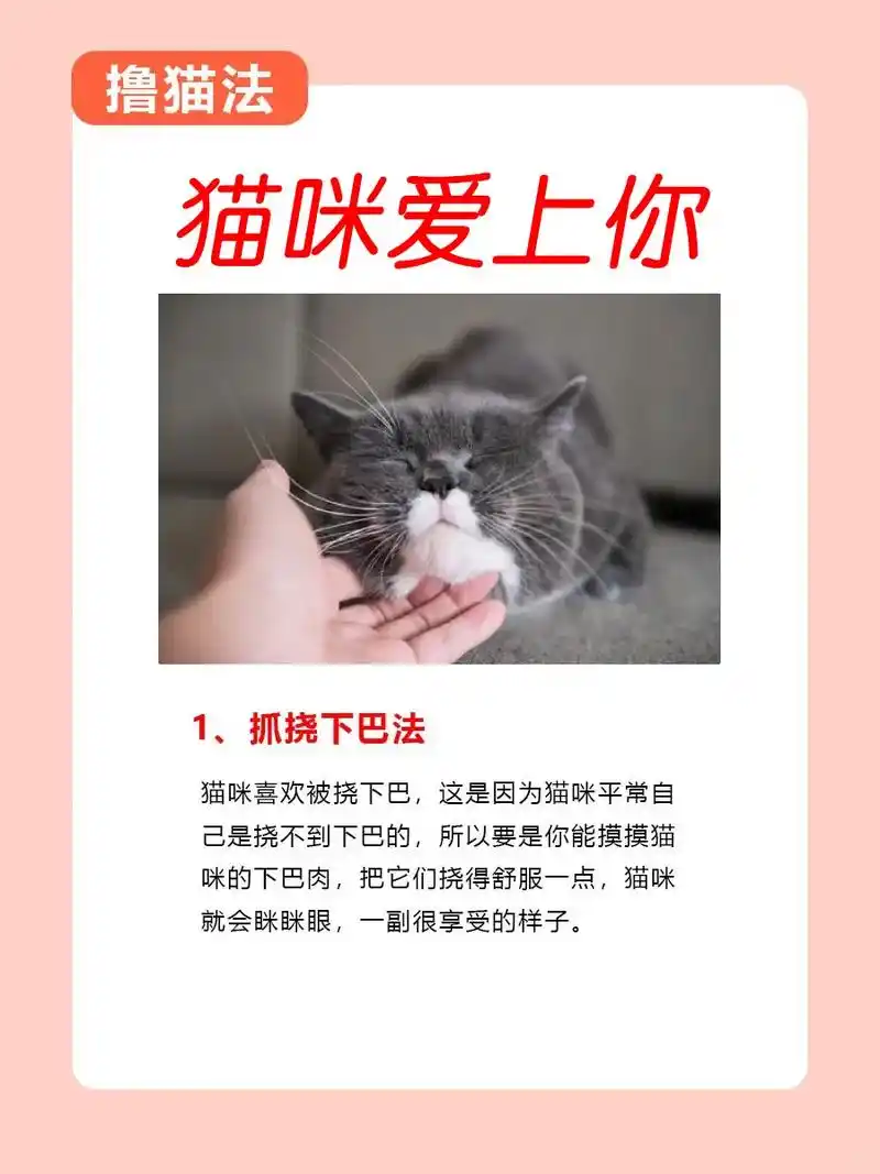 (1)抚摸猫咪要尽可能温柔,不要过于用力. (2)抚摸容易让 - 抖音